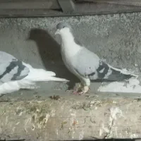 کفتر|پرنده|تاکستان, |دیوار