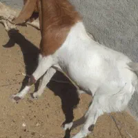 فروش گوسفند