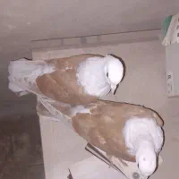 کله سفید کربلایی|پرنده|بومهن, |دیوار