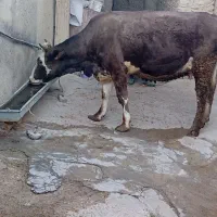 گاوشیری باگوساله دوماهه