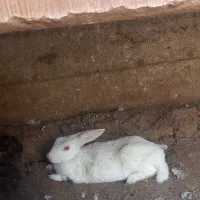 خرگوش