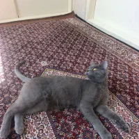 گربه بریتیش نر