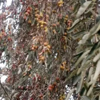 پیش فروش نهال|خدمات باغبانی و درختکاری|مرند, |دیوار