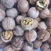 گردوی پرچرب و خوش طعم