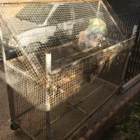 نگهبان بازنشسته ساختمان