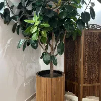 فیکوس پیوندی