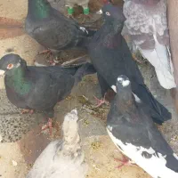 کفتر|پرنده|بختگان, |دیوار