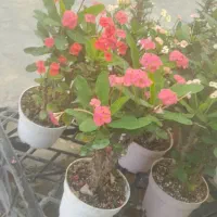 فروش مرجان هلندی.دیفن زاموفیلیا پتوس گلدان
