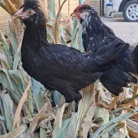 مرغ و خروس