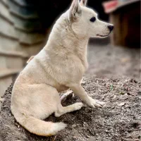 سگ میکس هاسکی
