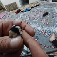 سره|پرنده|هشتگرد, سیف آباد|دیوار