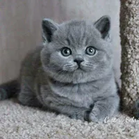 گربه های اشرافی iran cats|گربه|رشت, بازار|دیوار