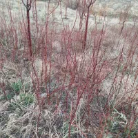 نهال بادام و زردالو