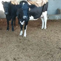 گاو  گوساله
