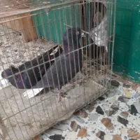 نر زاغ دم سفید عتیقه