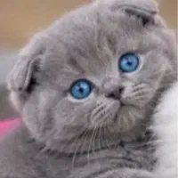 یک عدد گربه خوشگل