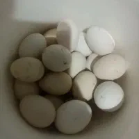 تخم گلین اصل