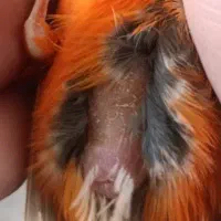 قناری ماده سرخ بدون پر ابلغی آماده|پرنده|شیراز, سعدیه جنوبی|دیوار