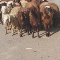 بره ماده