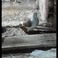 حراج ۱۳ تا کفتر خوب و بد زیر قیمت|حراج|قرچک, ولی آباد|دیوار