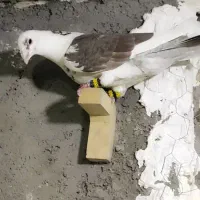 کبوتر پلاکی پشتی