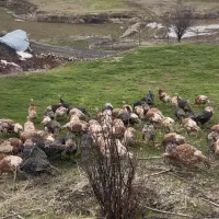 بوقلمون محلی