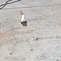 کبوتر شیرازی