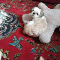 حیوان خانگی