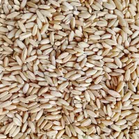 گندم|خوردنی و آشامیدنی|شادیان, |دیوار