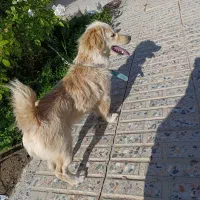 سگ پاپی ماده