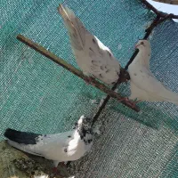 پنج جفت کبوتر پرشی زمانت ساعت بالا|پرنده|بافق, |دیوار