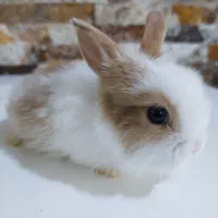 خرگوش لپی