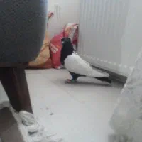 کفتر