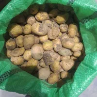 سیب زمینی دامی