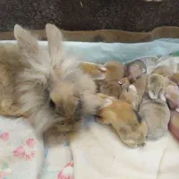 خرگوش لوپ جرسی پشمالو مینیاتوری|موش و خرگوش|شیراز, کوزه گری|دیوار