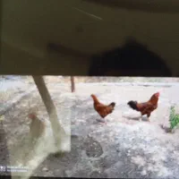 مرغ وخروس