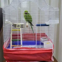 قفس سایز بزرگ نو زینتی