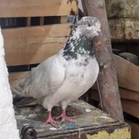 مرغ و کبوتر و خروس