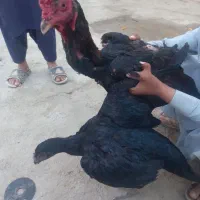 خروس و مرغ|حیوانات مزرعه|زابل, |دیوار
