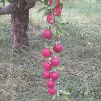 خریدواجاره سیب سردرخت