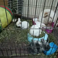 خرگوش لپ اصل|موش و خرگوش|قزوین, |دیوار