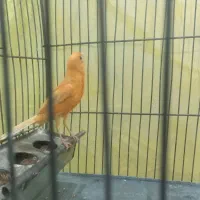 قناری دو عدد مست مست|پرنده|بروجرد, |دیوار