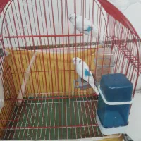 مرغ عشق با وسایل|پرنده|تهران, زیبادشت|دیوار