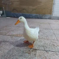 اردک ۴ ماهه