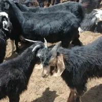 بره و کهره نر