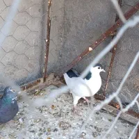 کفتر سار موشی پر خال، آلمانی|پرنده|مشهد, شهرک مهرگان|دیوار