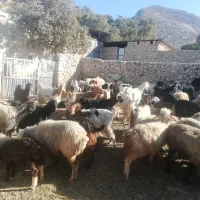 سلام فروش 30 راس بزابستن داشتی