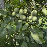 نهالستان غرب نهال عرضه انواع گردو وبادام