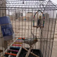 پرنده|پرنده|رباط‌کریم, رباط‌کریم|دیوار