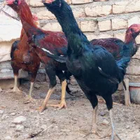 خروس لاری فروشی|حیوانات مزرعه|شیروان (خراسان), |دیوار